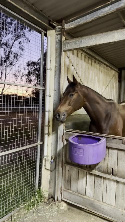 Picture of the author